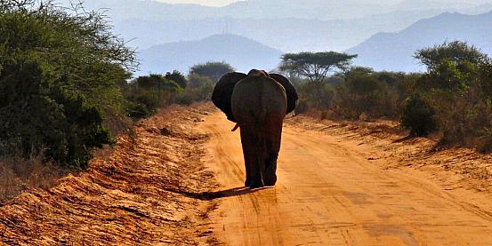 kenya, un safari di emozioni