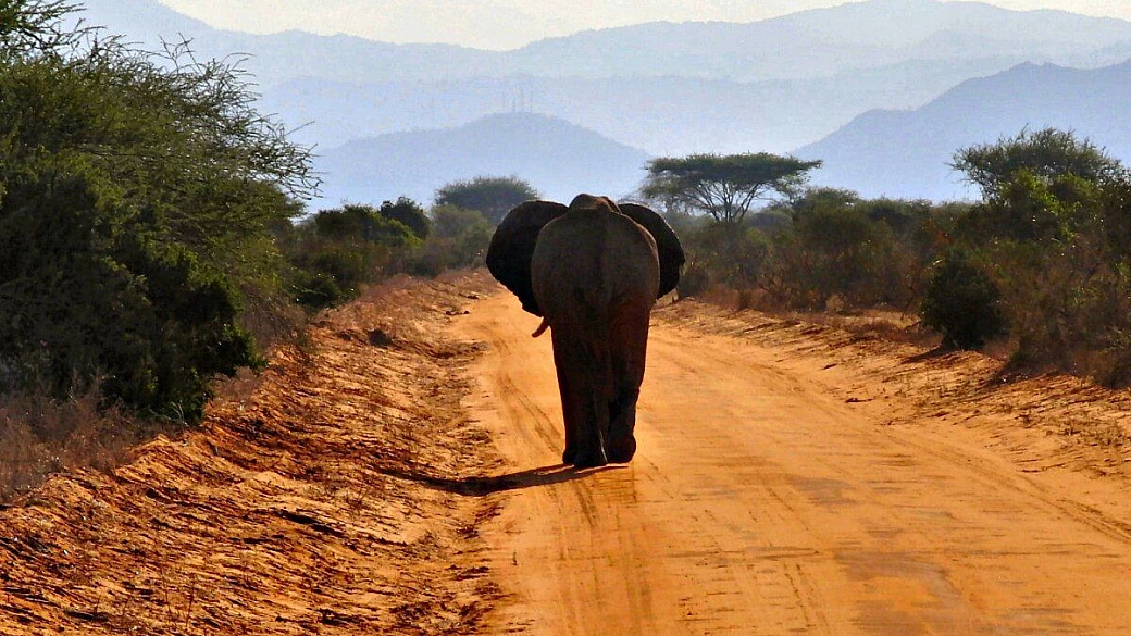 kenya, un safari di emozioni