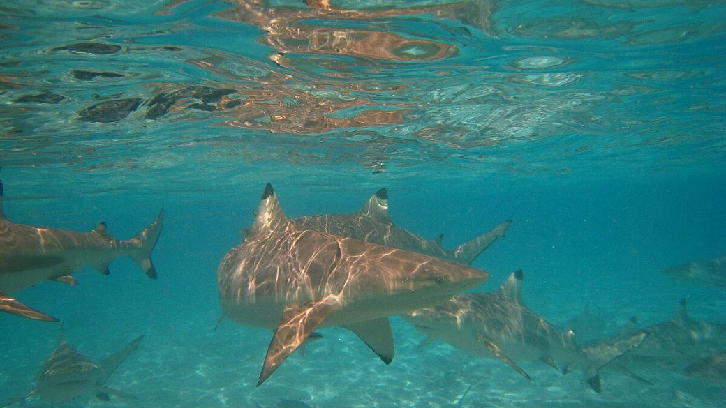 polinesia... il paradiso terrestre..