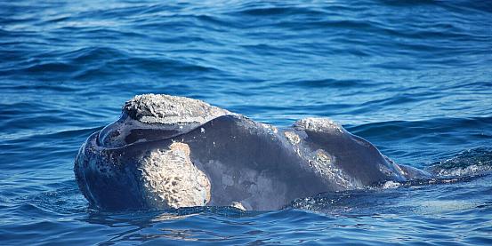 Balena Franca Australe 3