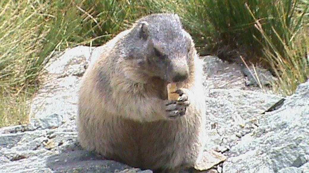 austria, no kangaroos