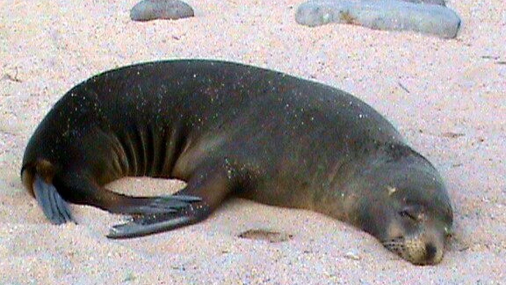 ecuador & galapagos.... vista da cla