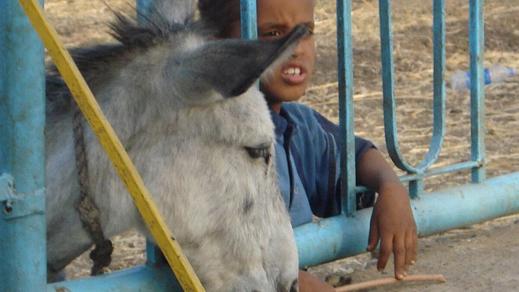 bravo club marsa alam 3