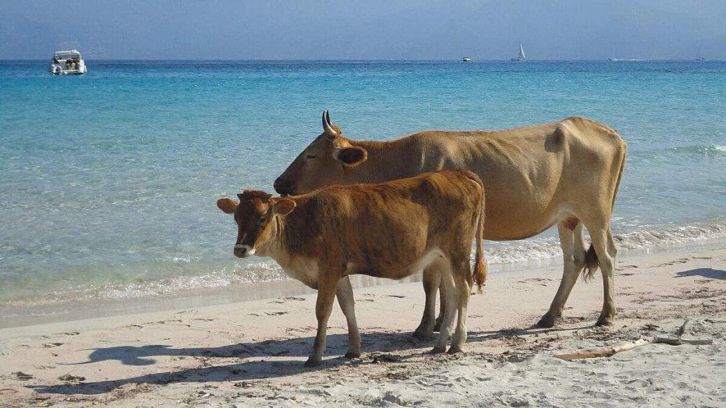 alla scoperta dell'haute corse