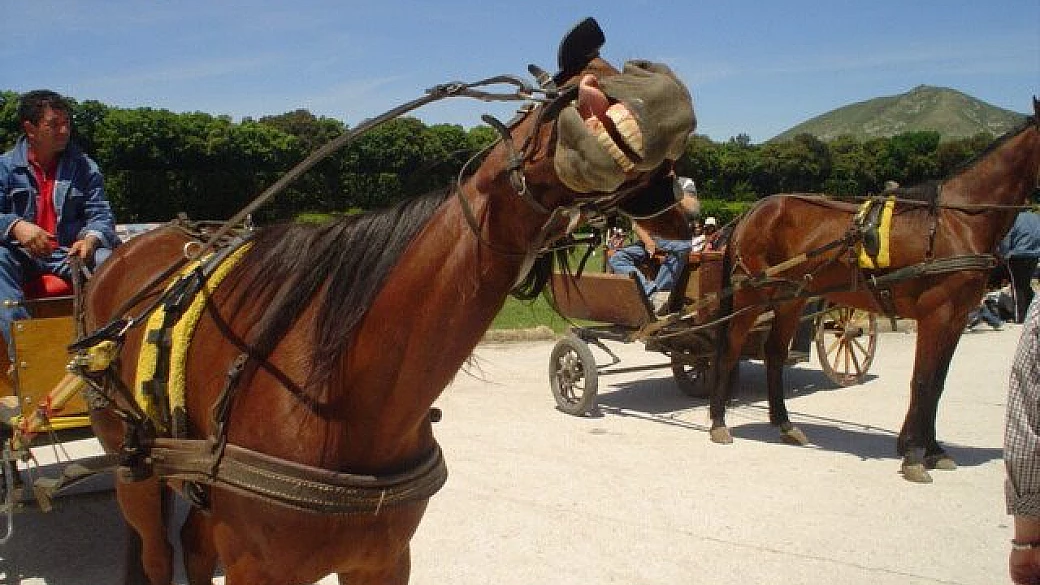 firenze la hulla del rinascimento