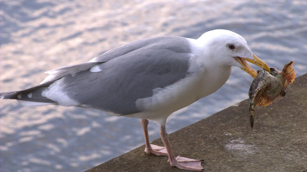 il canada di daniele somenzi