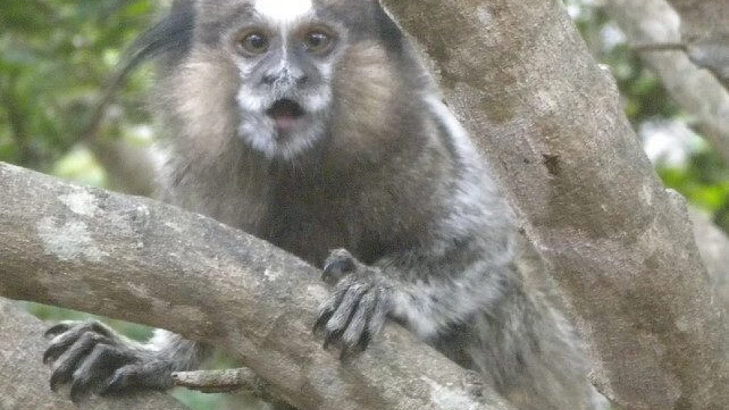 alla scoperta del brasile