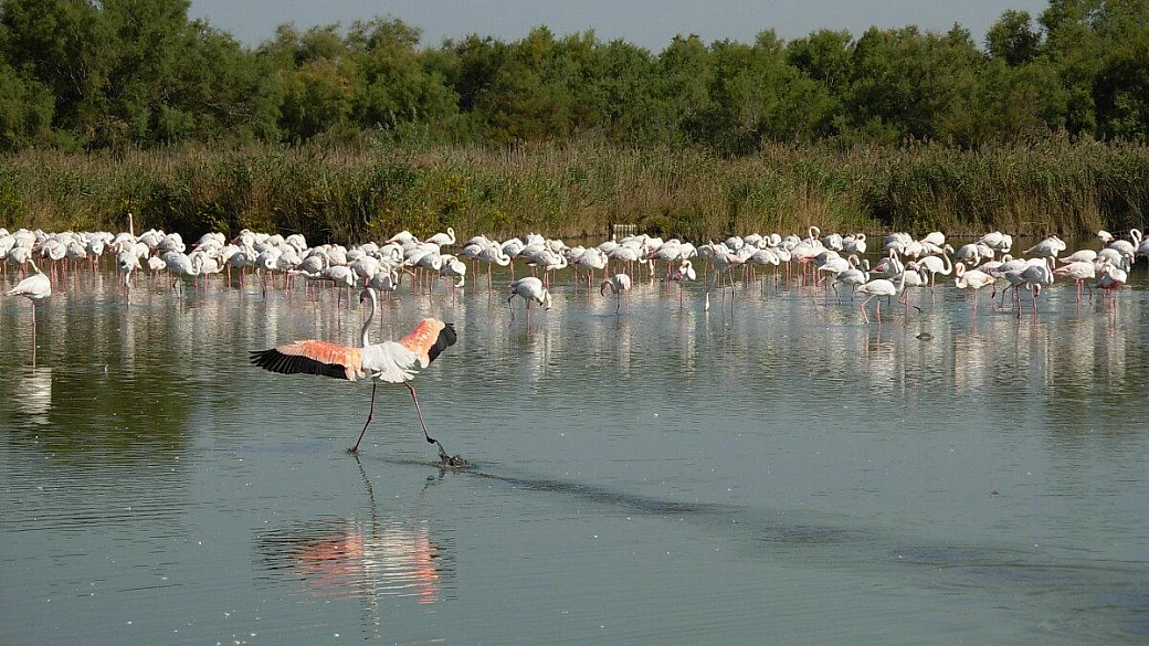 la farfalla del mediterraneo: favignana