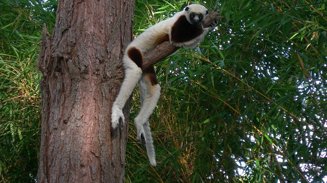 pesca a nosy be 2008 part 2