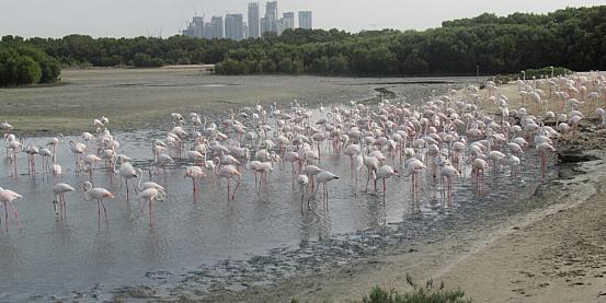 flamingo lagon,