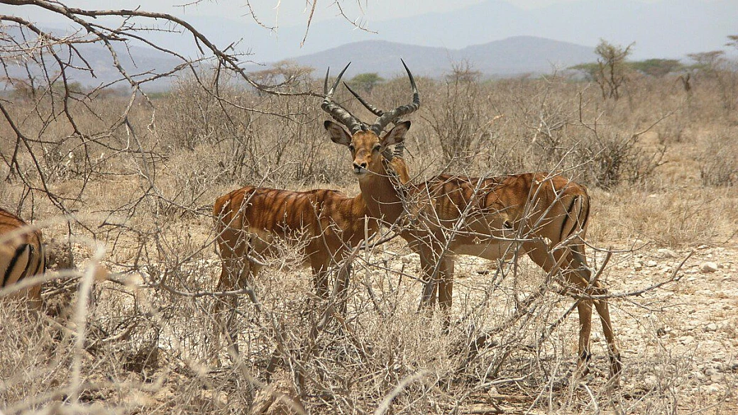 natale e capodanno in kenya