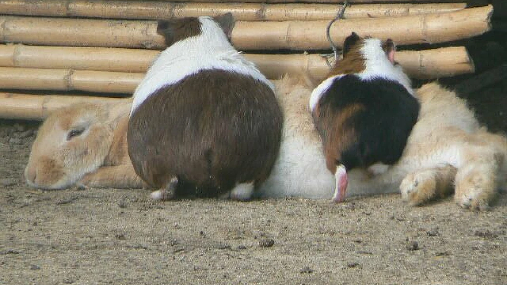 hammamet e escursioni