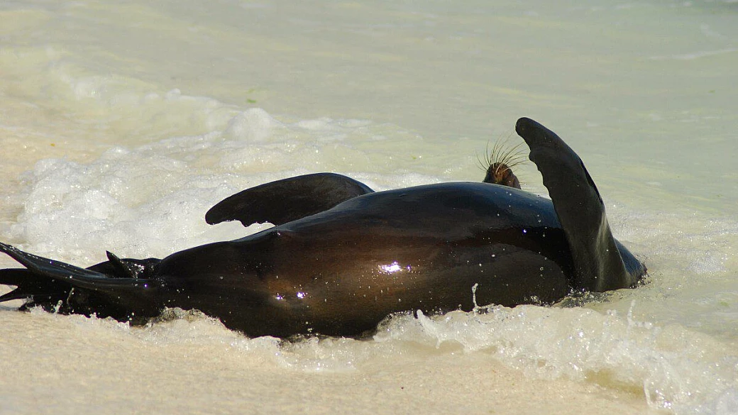 ecuador: cuenca, quito e galàpagos