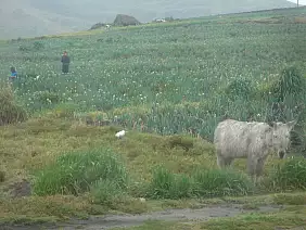 ecuador-cuenca-quito-panorama-c94tp