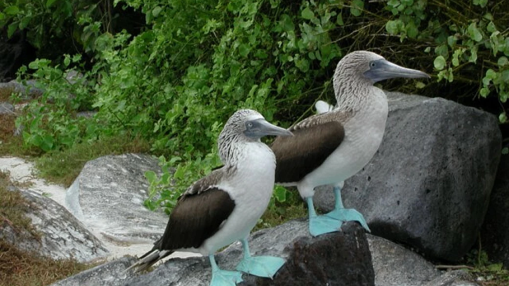 ecuador: dalle ande alle galapagos!
