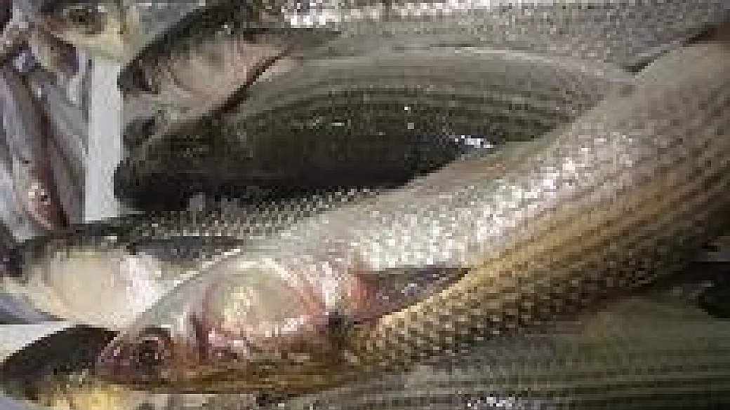 cefali e patate in salsa di acciughe