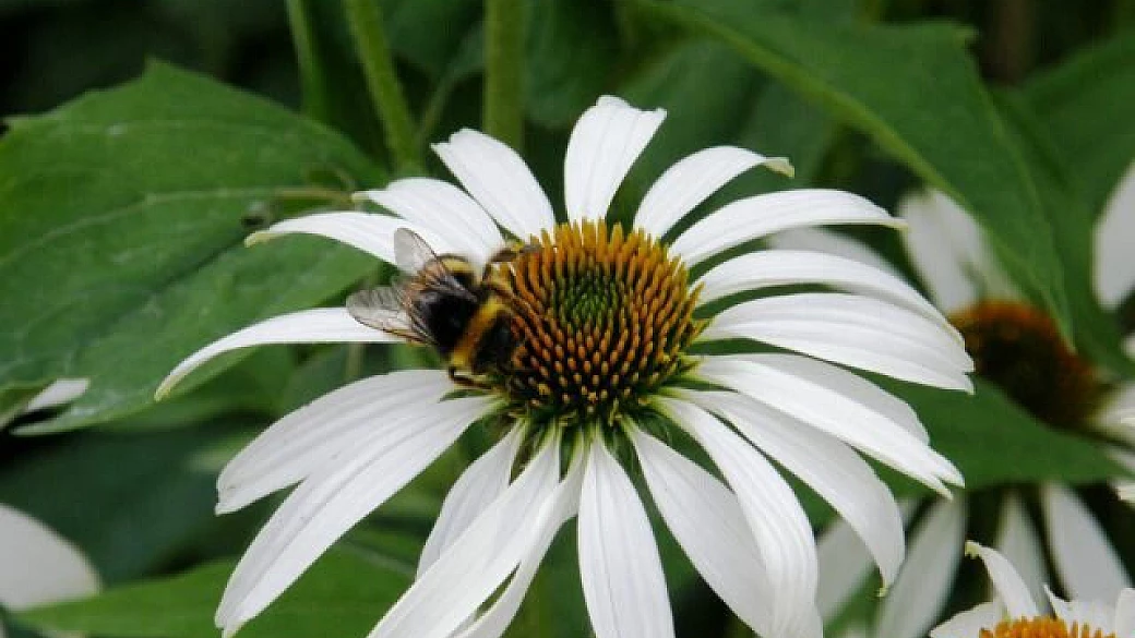 capodanno 2006 a stoccolma