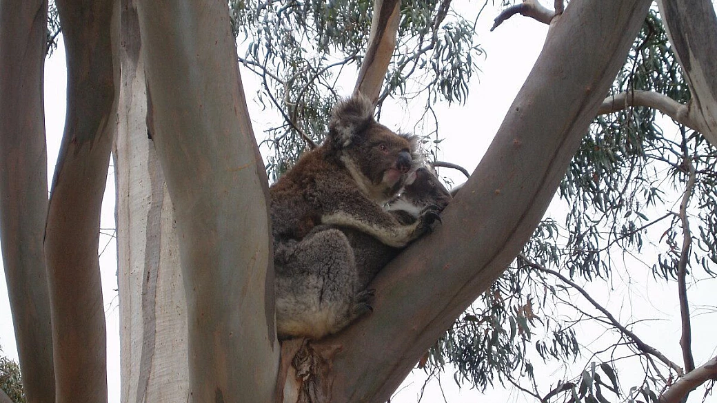 australia orientale di fantastic