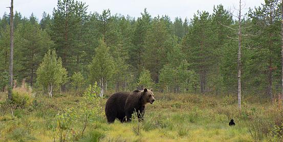 finlandia, tra natura selvaggia, orsi e laghi cobalto... 2