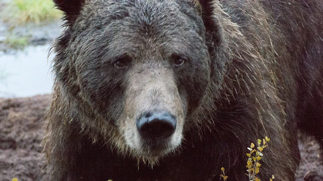 immersi nella natura selvaggia della finlandia