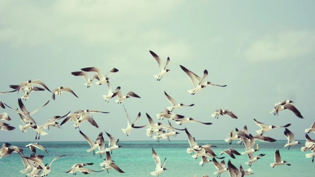 a comacchio la fiera del birdwatching e del turismo naturalistico!