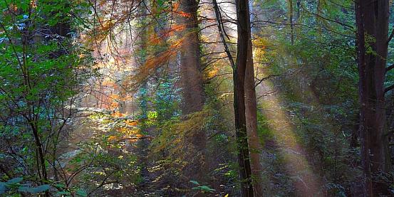 luce nel bosco