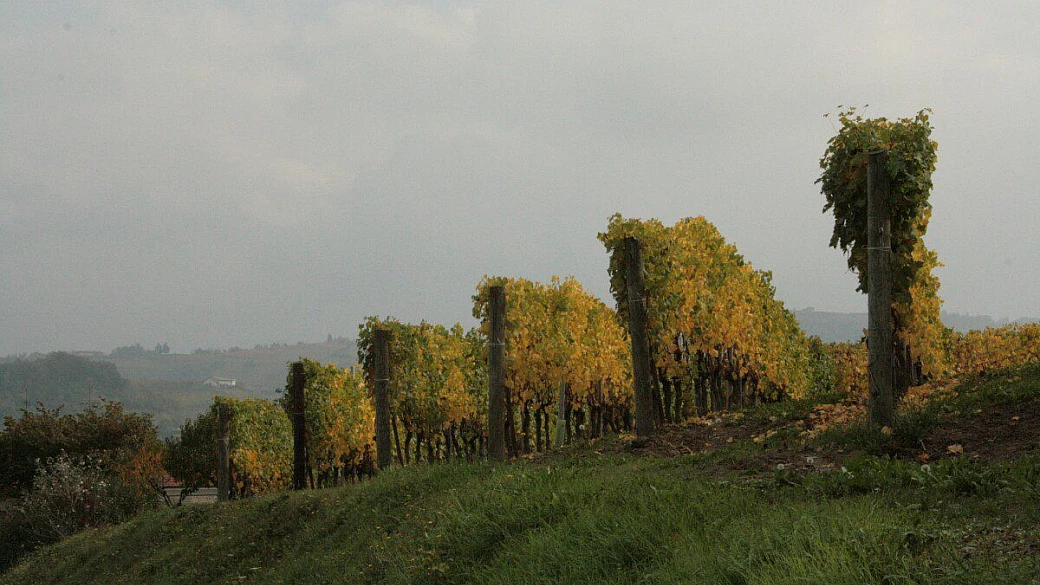 le langhe piemontesi tra gusto e cultura, vigne e poesia