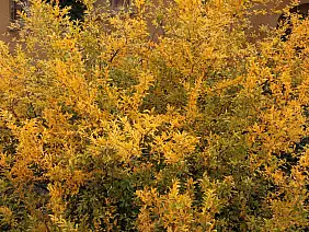 enogastronomico-mrpsq