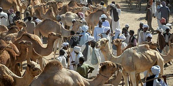 cheren mercato cammelli 2