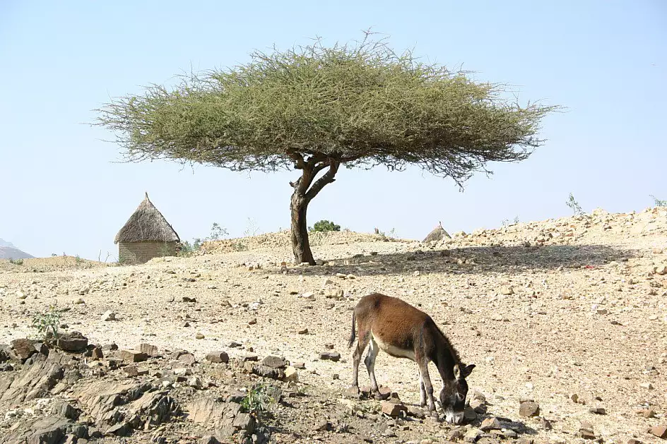 paesaggio eritreo