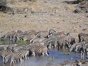 etosha-pch56