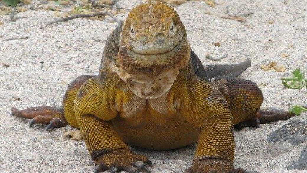 ventotene: un mondo a parte