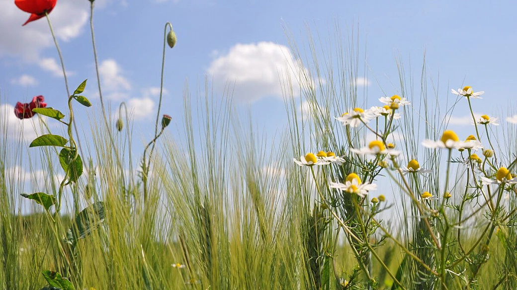 un long mob urbanamente vitale a ferrara