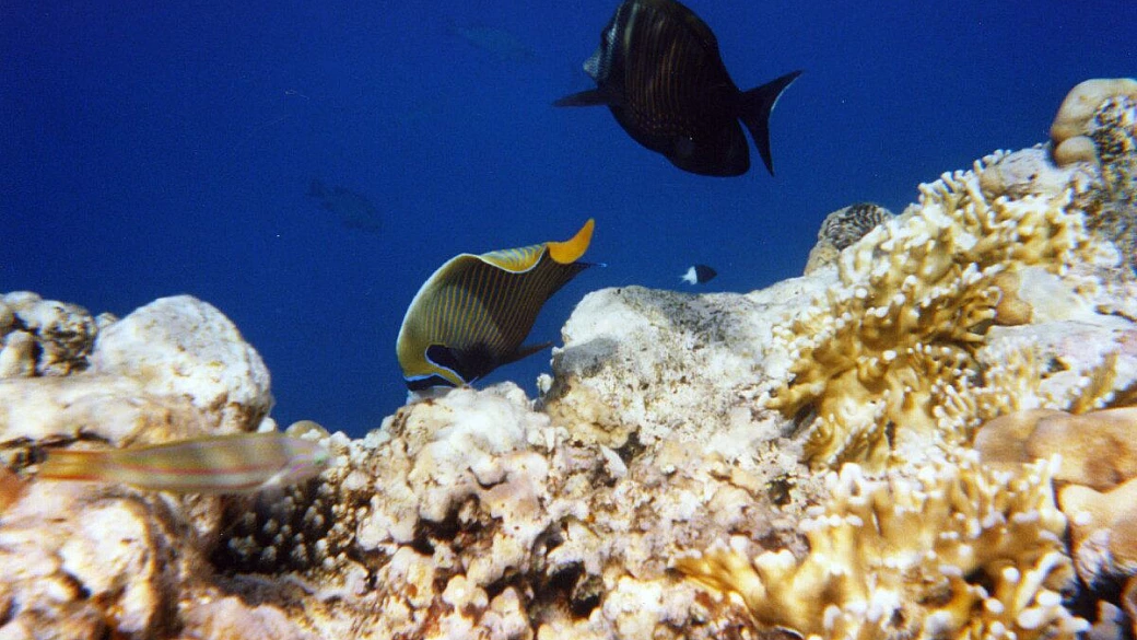 dalla barriera al suk