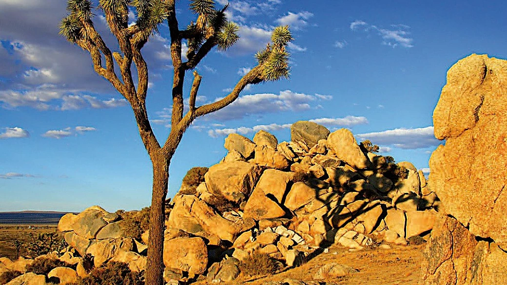 fioritura nel deserto