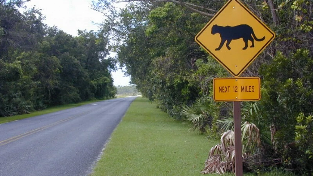 florida e new orleans