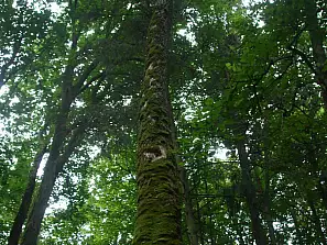 foresta primordiale di białowieza 2