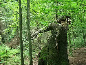 foresta primordiale di białowieza