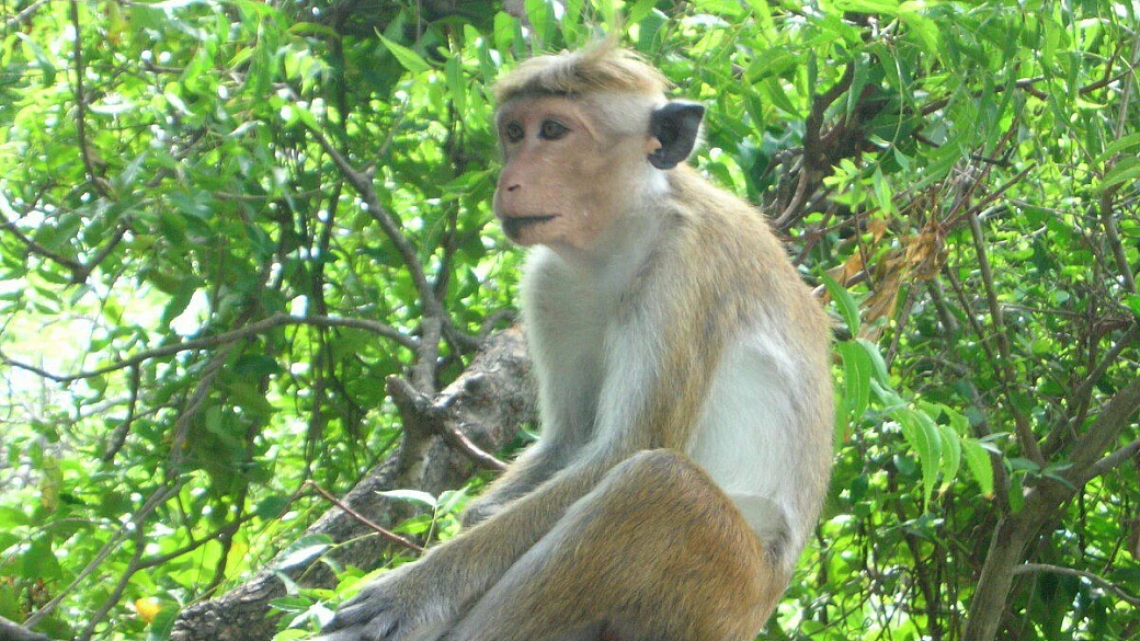avventura e spiritualità in sri lanka