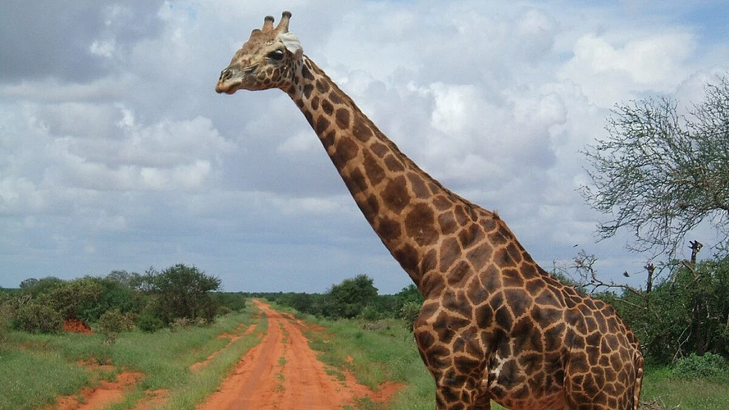 kwaheri kenya, arrivederci kenya