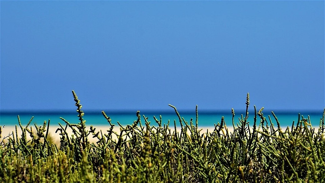 fuerteventura la selvaggia