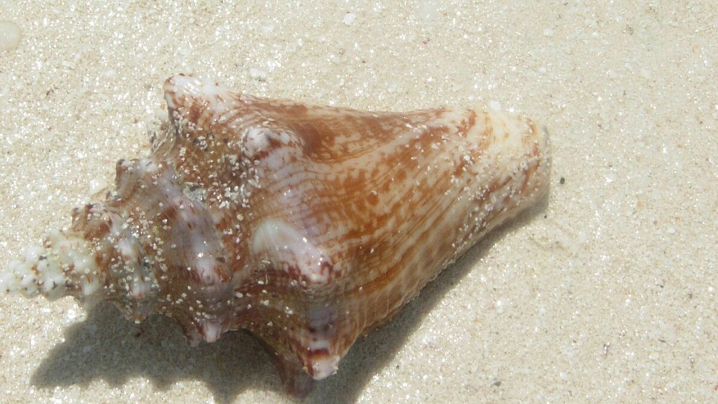 non è oro tutto quel che splende