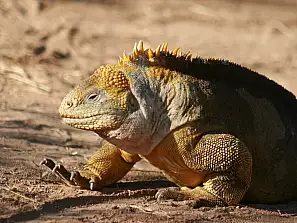 iguana terrestre 2