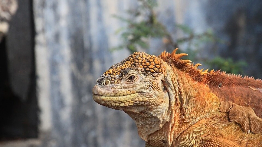 columpio en el cielo!