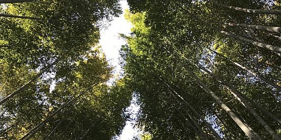 la foresta di bamboo di arashiyama