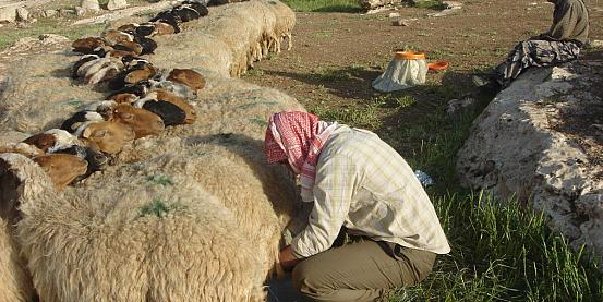 l'ora della mungitura delle capre in giordania