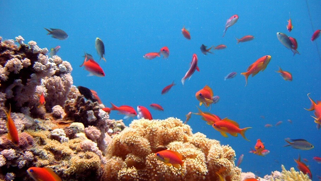 tesori di giordnia e relax sul mar rosso