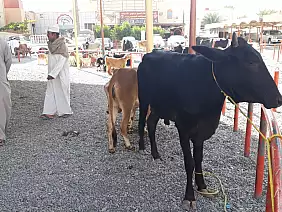 grand-canyon-natura-te57g