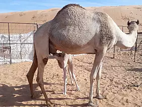 grand-canyon-natura-zbxyk