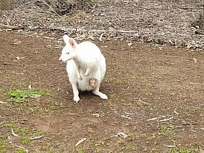 canguro albino e cangurino